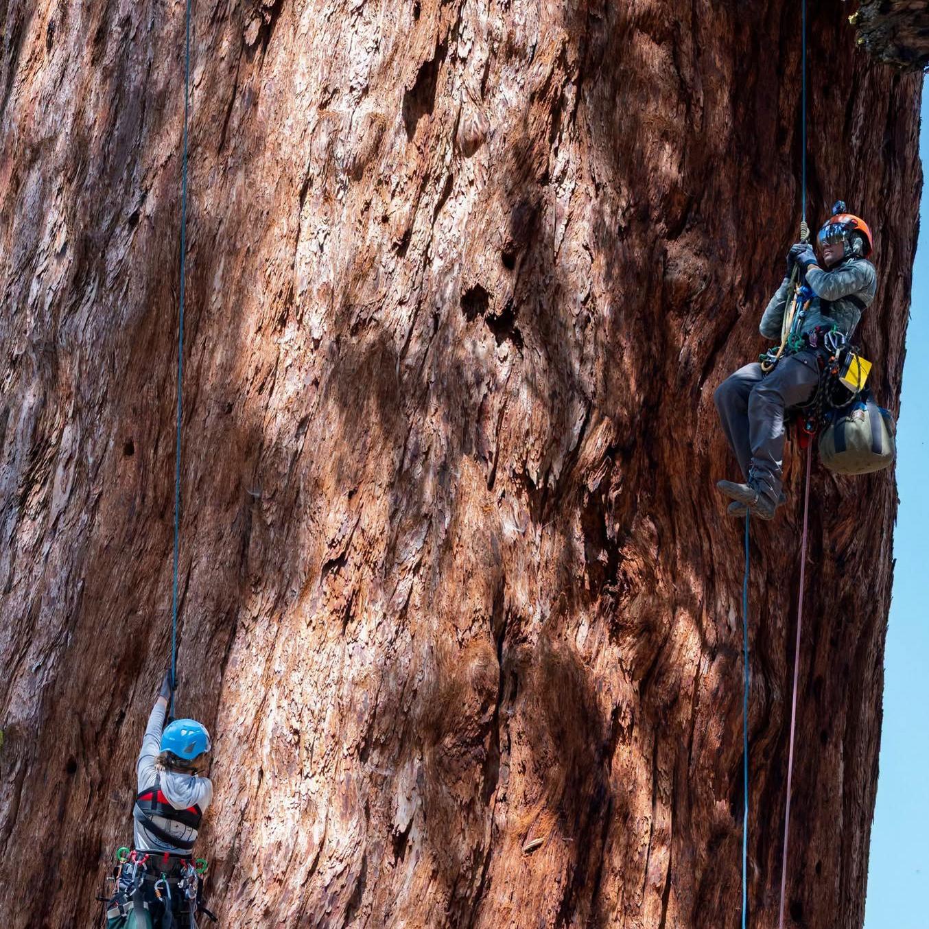 Researchers studying giant sequoias