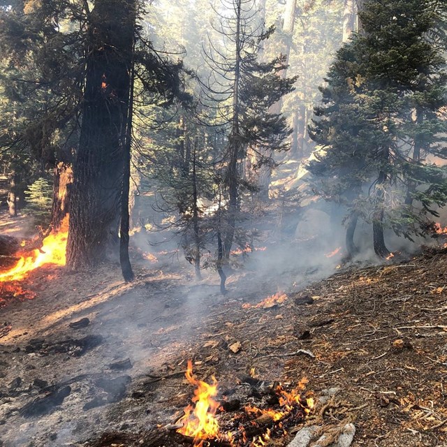 Low intensity fire burning in forest