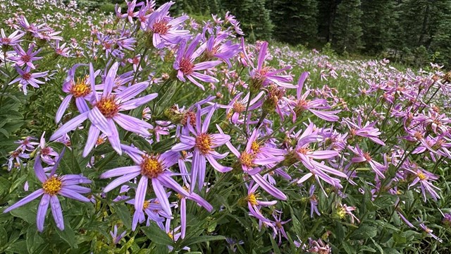 A meadow filled with blooming pale purple asters and scattered stands of subalpine fir trees