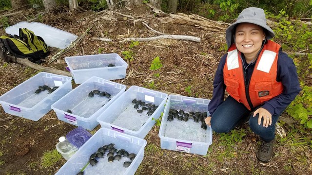 A woman wearing an orange safety vest crouches next to six plastic containers that have baby turtles