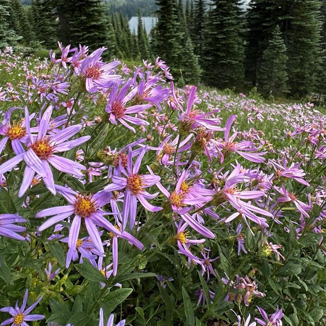 A meadow filled with blooming pale purple asters and scattered stands of subalpine fir trees