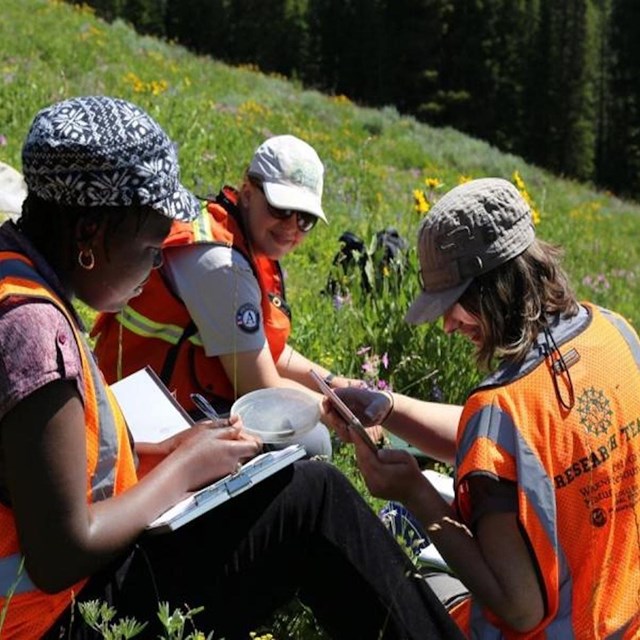 Three individuals collecting data