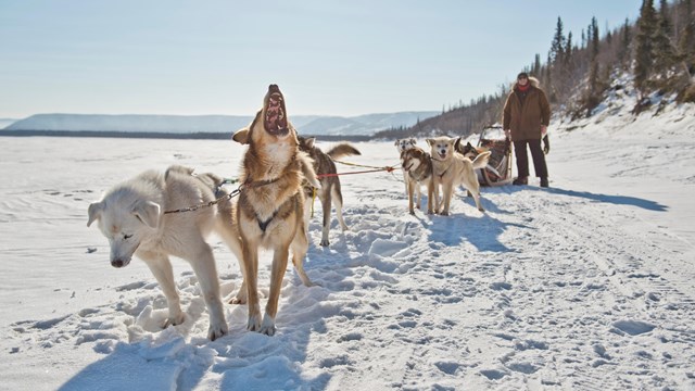 Sled dogs bark in excitement on the Yukon River