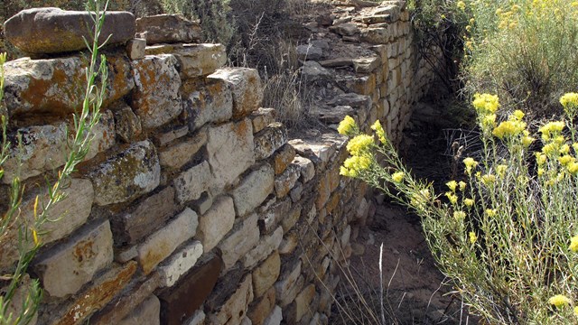 Remains of ancient stone wall with yellow wildflowers and other desert shrub around it