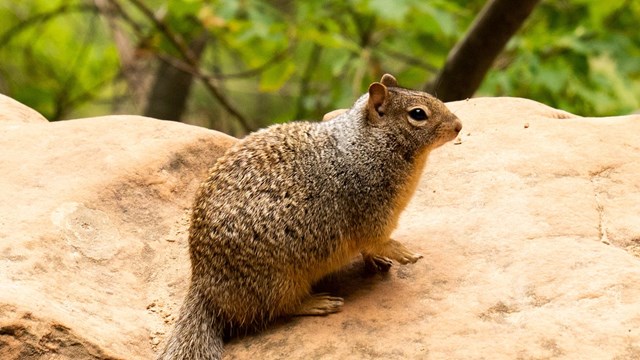 A fat squirrel sits on a slab of sandstone. Bright green trees cover the background.