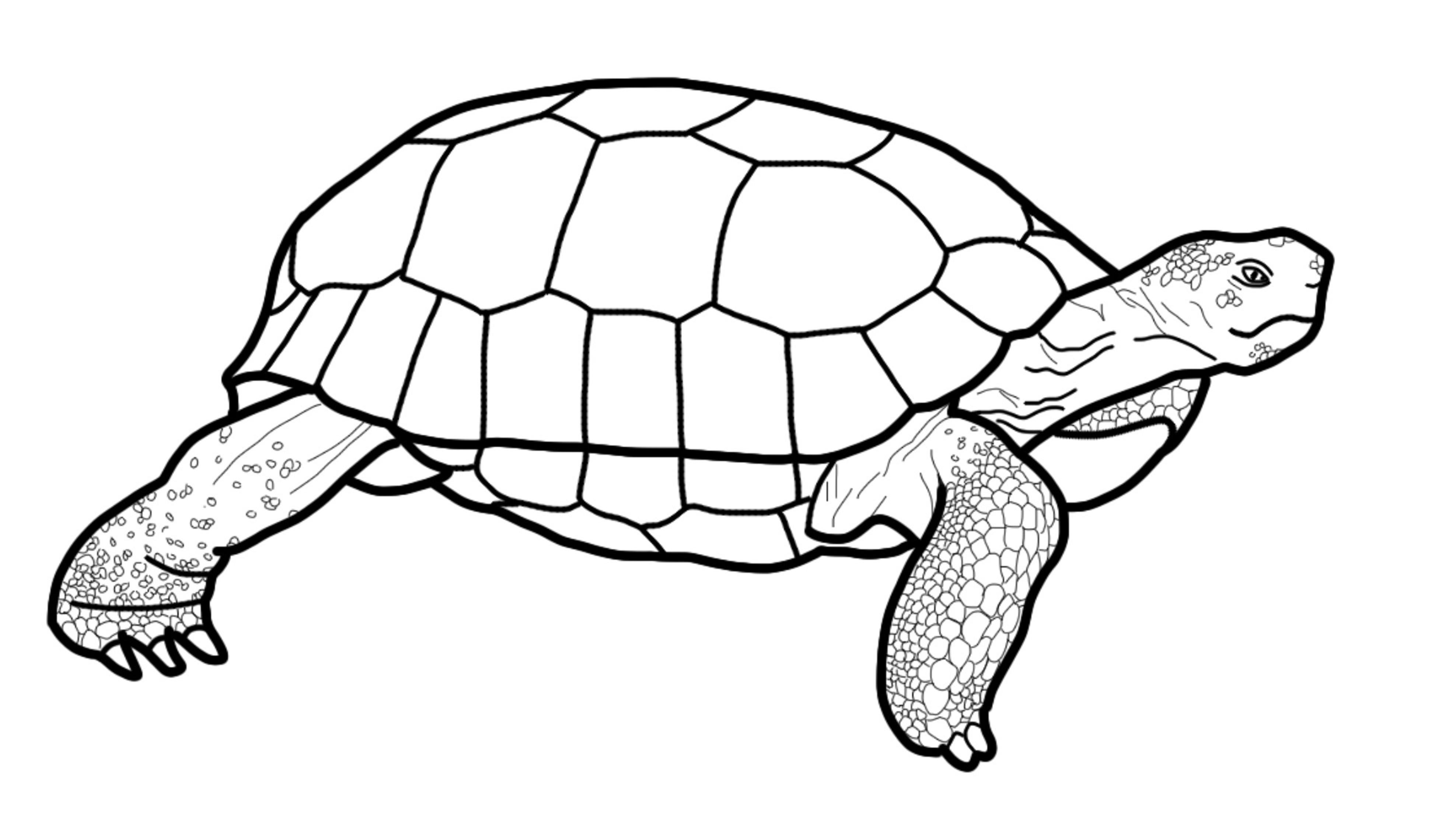 A black-and-white sketch of a desert tortoise.