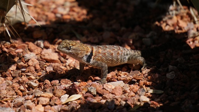 A lizard on the ground