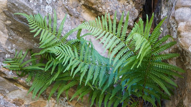 A fern growing on a rock