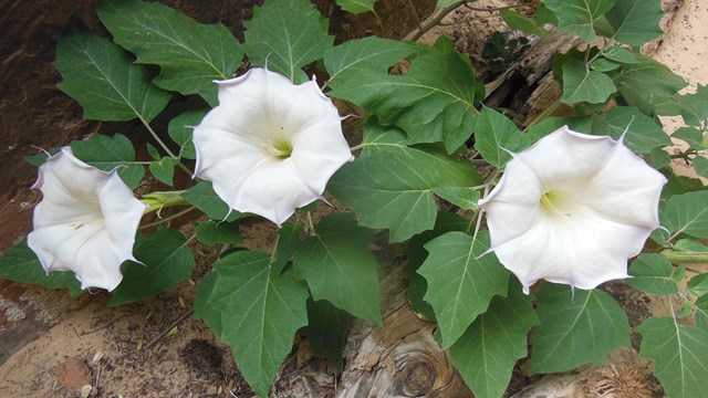 Sacred datura flowers
