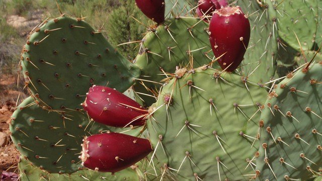 Cacti with fruit