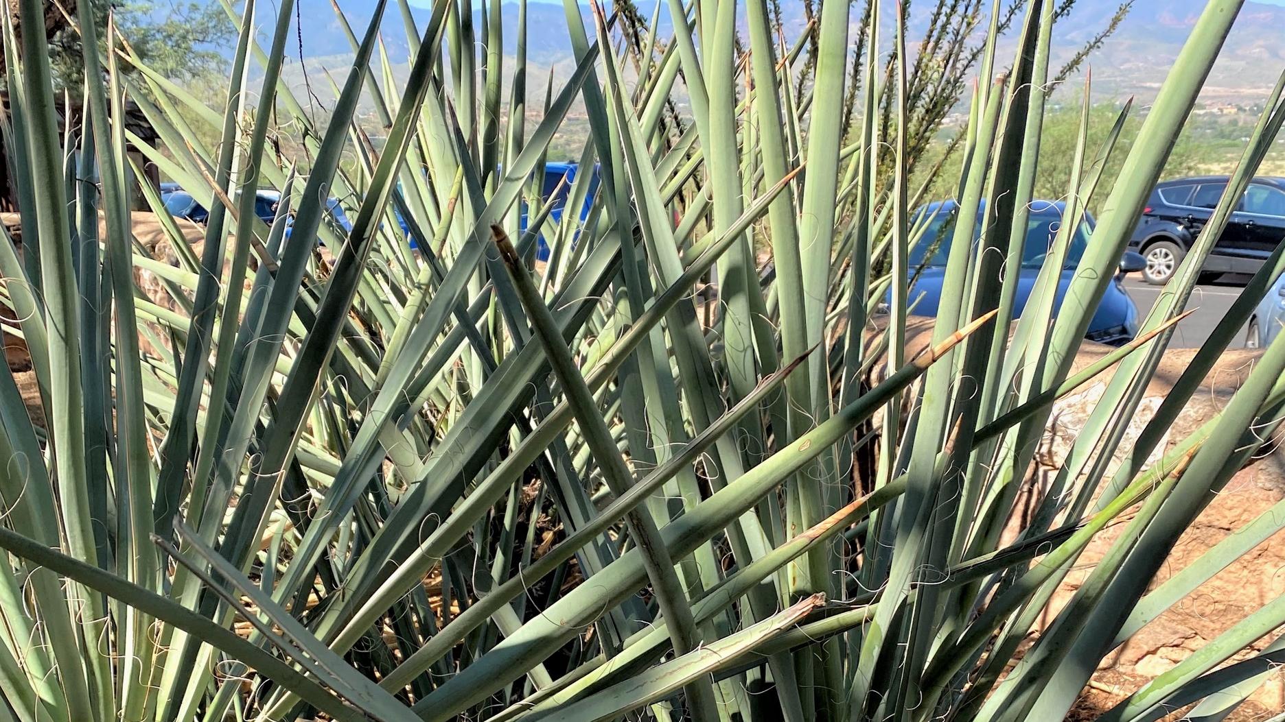 Banana yucca