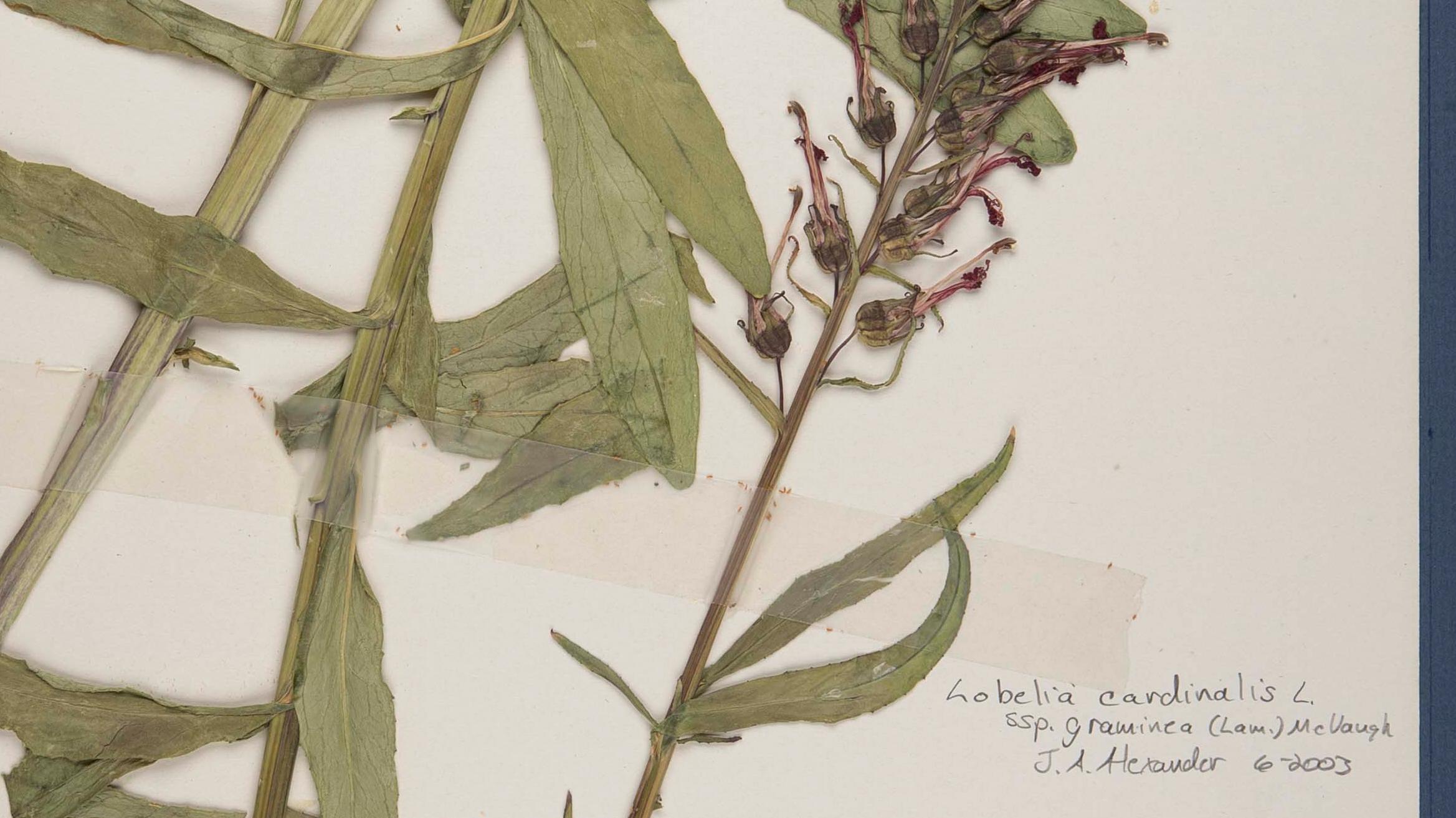 Pressed plant specimen 