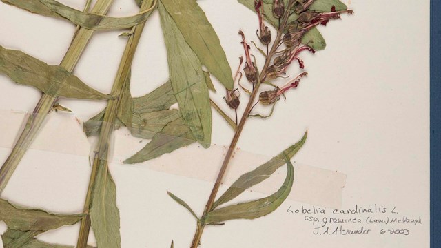 Pressed plant specimen 