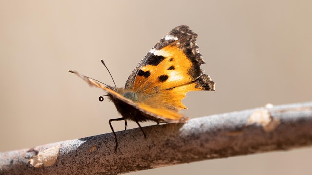 A butterfly on a branch.