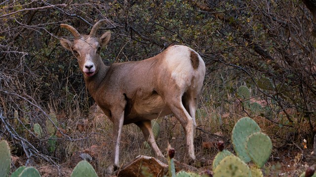 A bighorn sheep among cacti