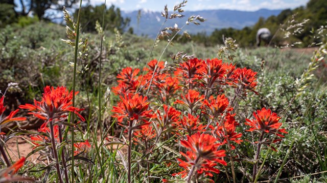 Paintbrush flower blooming