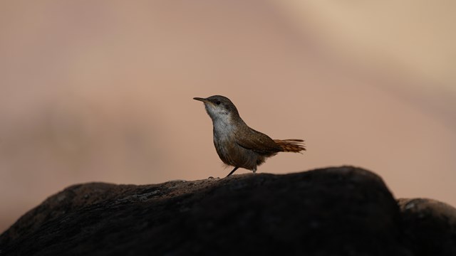 A bird sits on a rock.