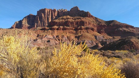 A sandstone peak behind desert vegetation.