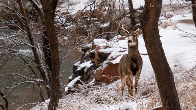 A mule deer walks alongside a snowy river. Leafless trees stand overhead.