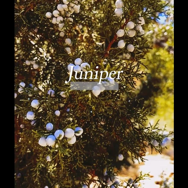 A green tree with light blue spherical cones with thee text 