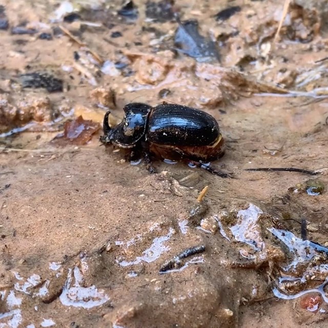 Black beetle with a pointed, curved nose on wet sand.