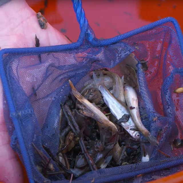 Small silver fish lay stunned in a blue net held by a scientist trying to measure them.