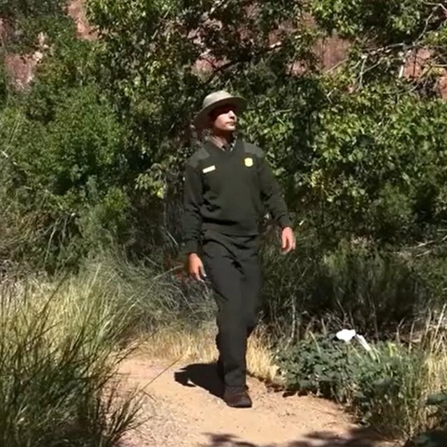 A ranger in a green and grey uniform does a runway walk down a vegetated trail.