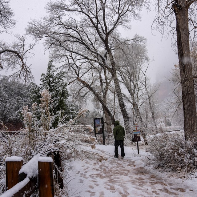 A man walking amongst a snowy trail, clouds, snow, and snowy trees