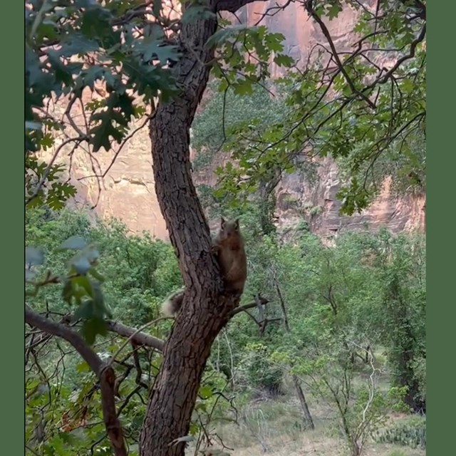 A brown squirrel sits on a tree branch.