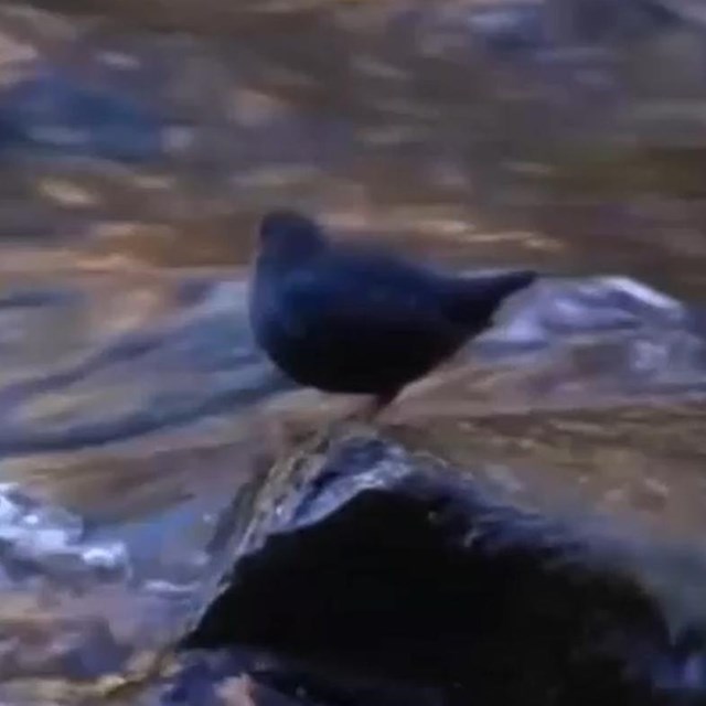 A small, round, black bird perches on a small rock within a clear, calm stream of water.