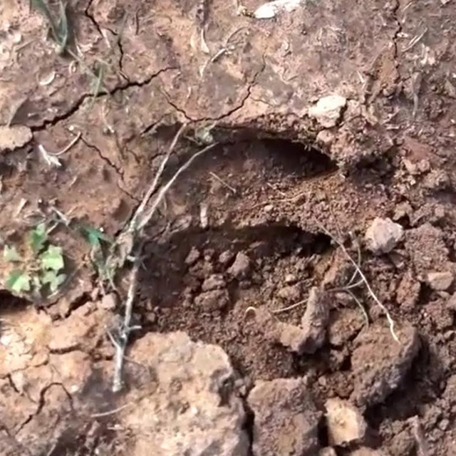 Dried up, brown mud reveals a large, deep deer track in the crackling earth.