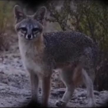 A small gray fox in a bushy environment looks into the camera, which is filming through binoculars.