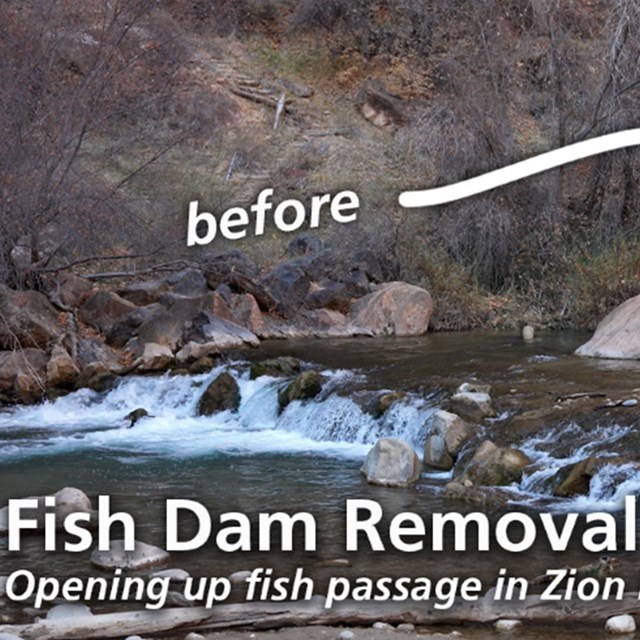 A river slowly flowing over a dam then a free flowing river where the dam is removed.