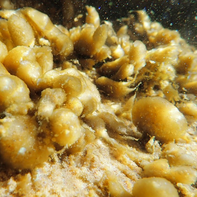 A photo of cyanobacteria 