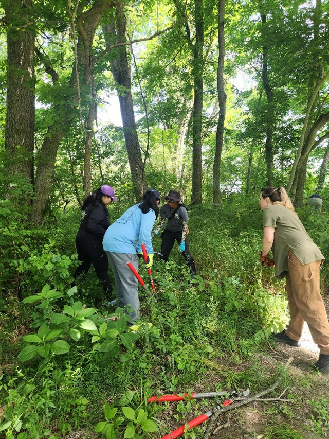 A group of four people working in green vegetation. One person is holding a hedge cutter.