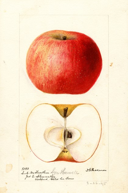 A watercolor drawing of an apple, both intact and cut in half. 