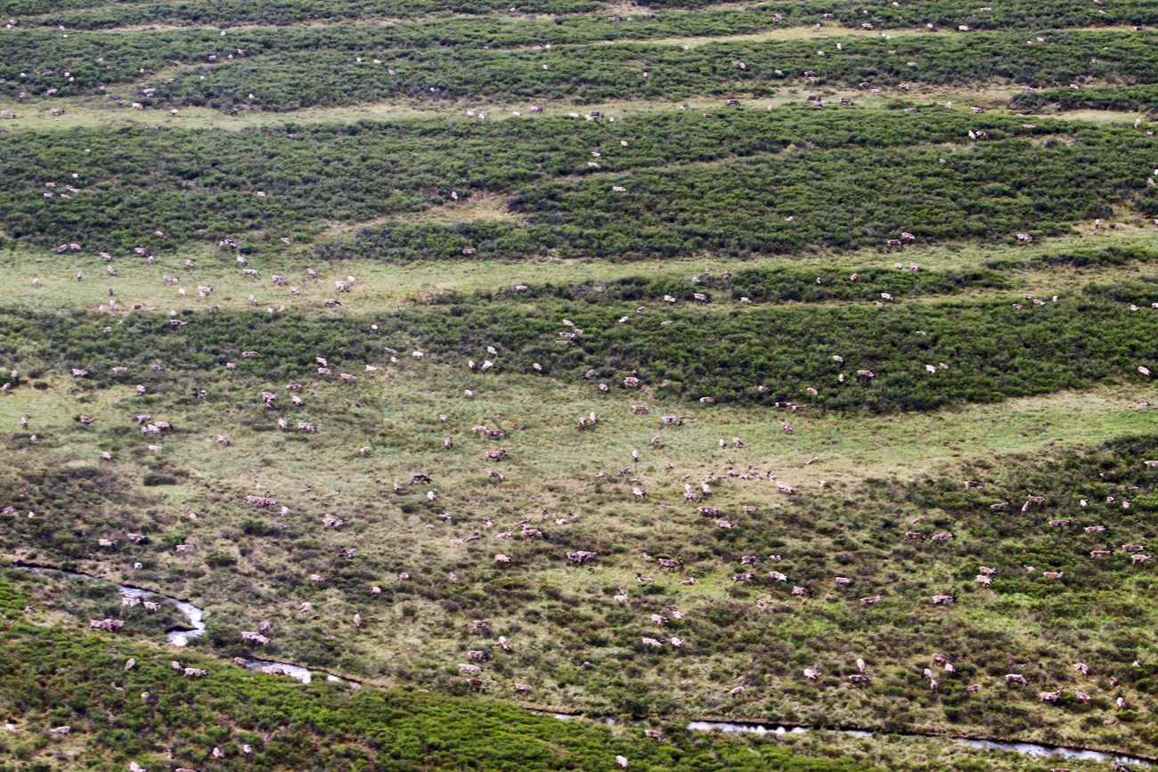 Bird's eye view of a grassy and shrubby landscape dotted with hundreds of caribou.