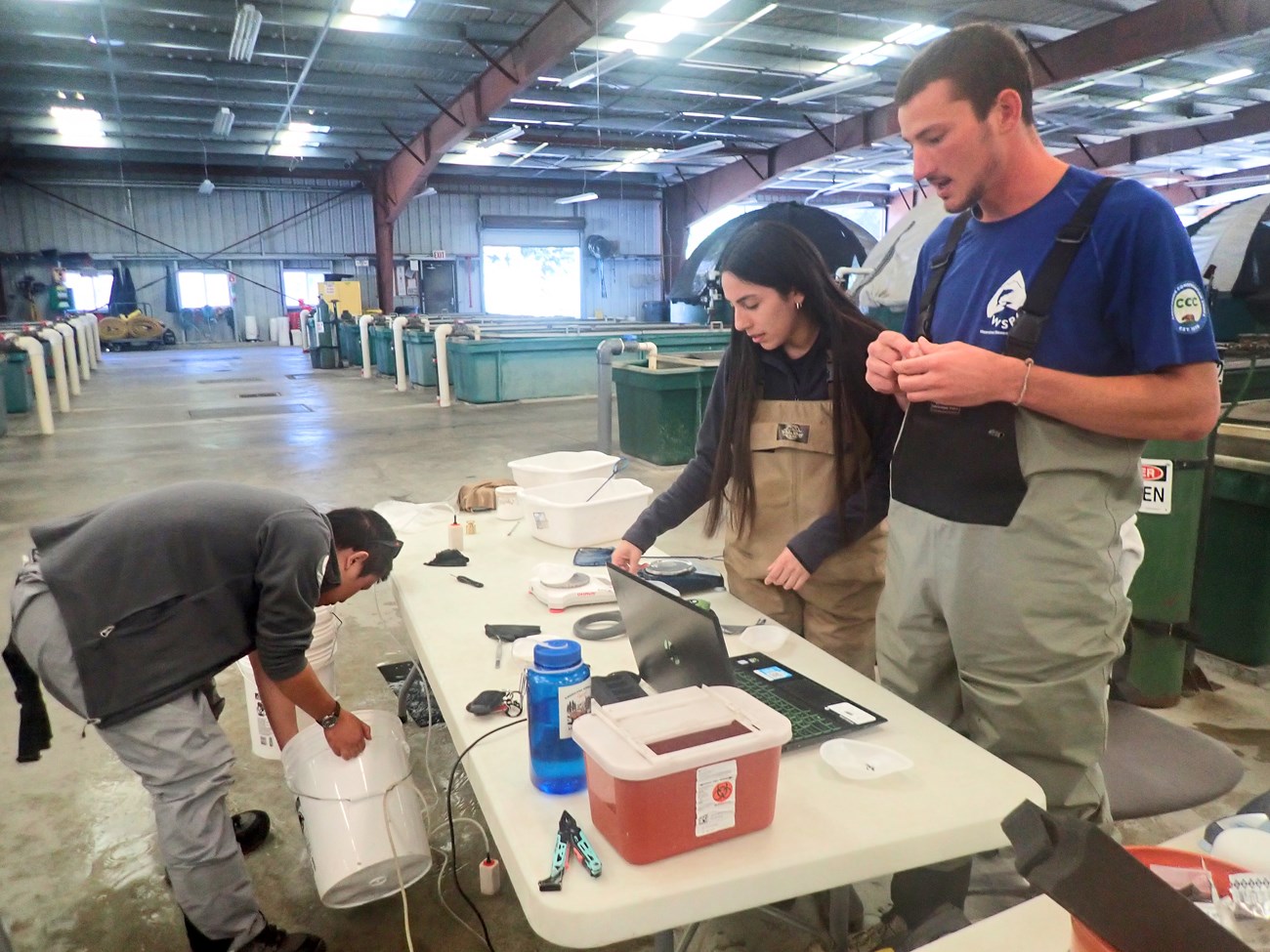 Three people at a long, plastic table inside a large, warehouse-like hatchery facility. They have buckets, a laptop, and various weighing and PIT tagging equipment arrayed in front of them.