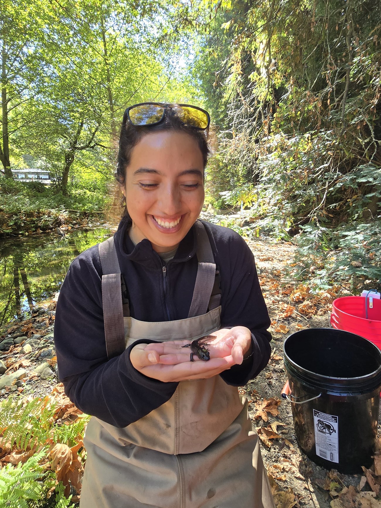 Villarreal in waders beside a forest stream, smiling as she looks at the big, dark salamander in her hands.