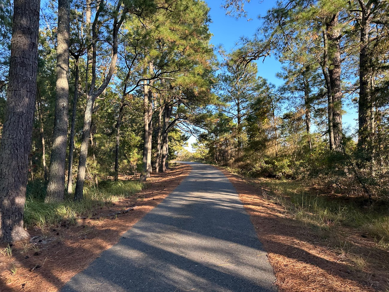 A narrow, paved road lined with trees on both sides and dappled with sunlight.