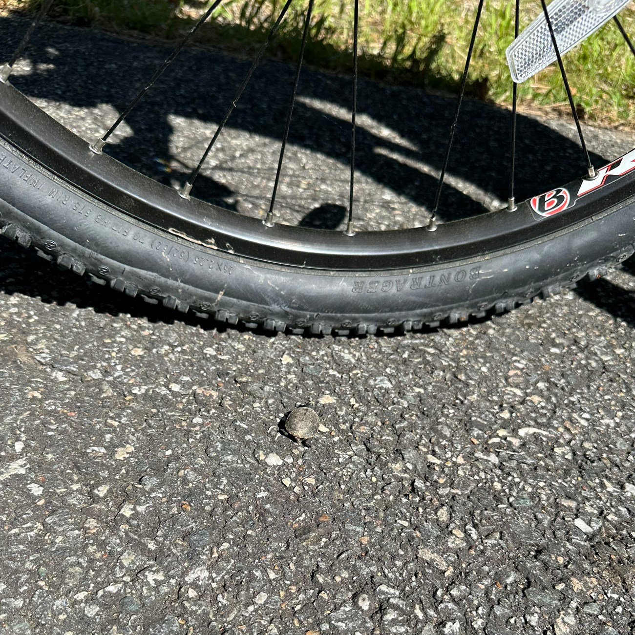 A very small turtle (a hatchling) is next to a bicycle wheel on a paved road. 