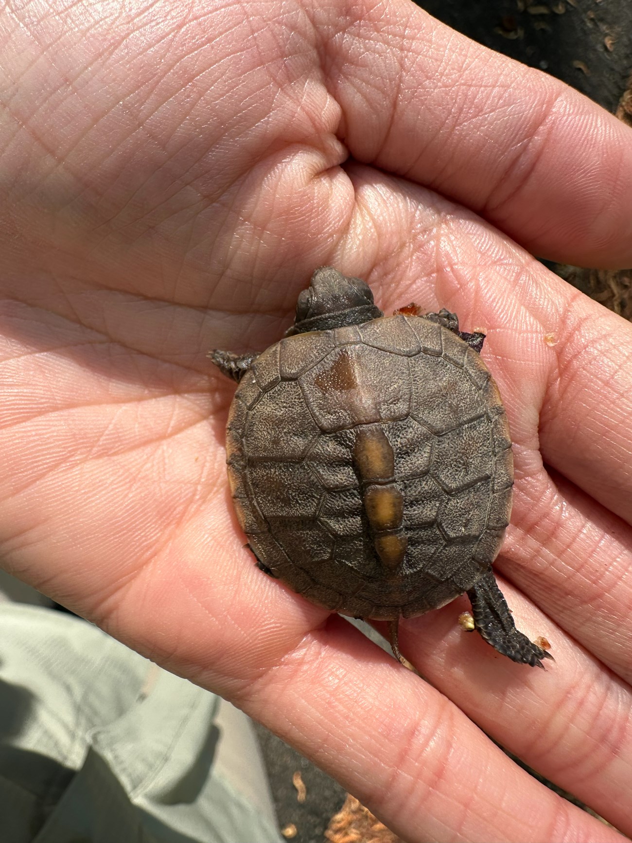 A small brownish-colored turtle (a box turtle) sits in the palm of a hand. 