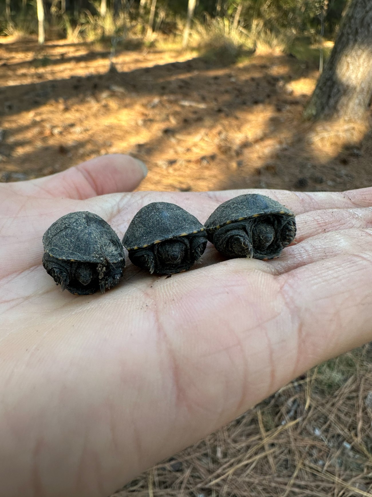 Three tiny turtles, mostly inside their shells, sit in a row in the palm of a hand.