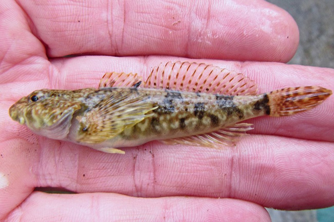 A small tan and brown patterned fish laying in someone’s hand