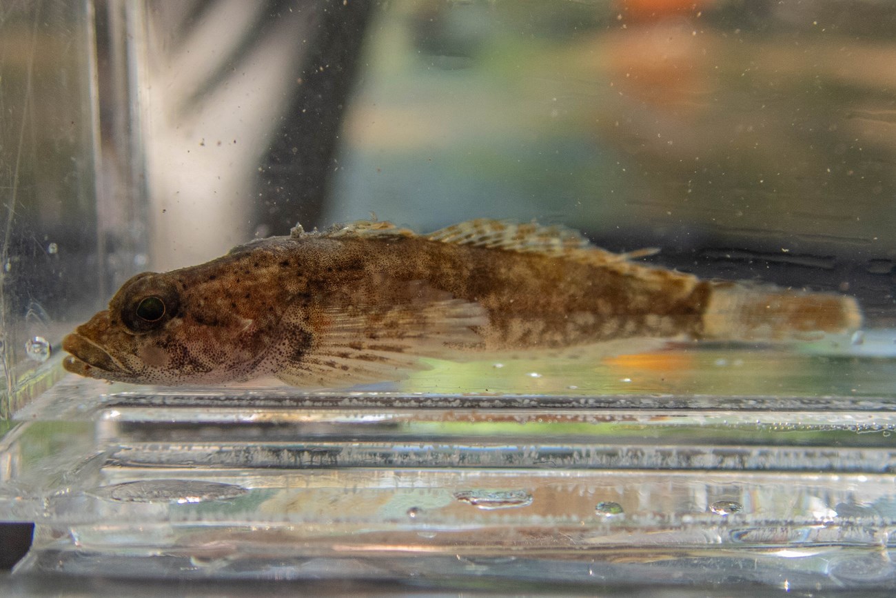 A brown patterned fish in an aquarium