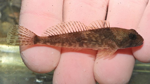 A brown patterned fish laying across a person’s fingers underwater