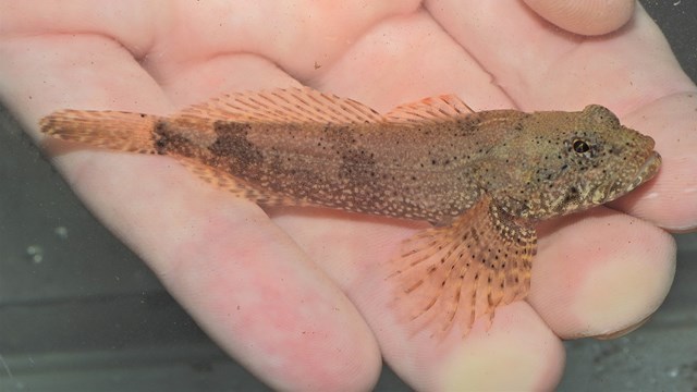 A tan fish with brown spots and patches laying across a person's fingers underwater