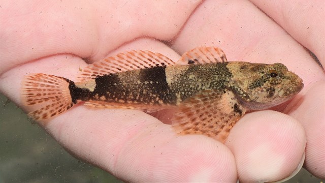 A tan fish with brown and black markings across its body laying across a person's fingers underwater