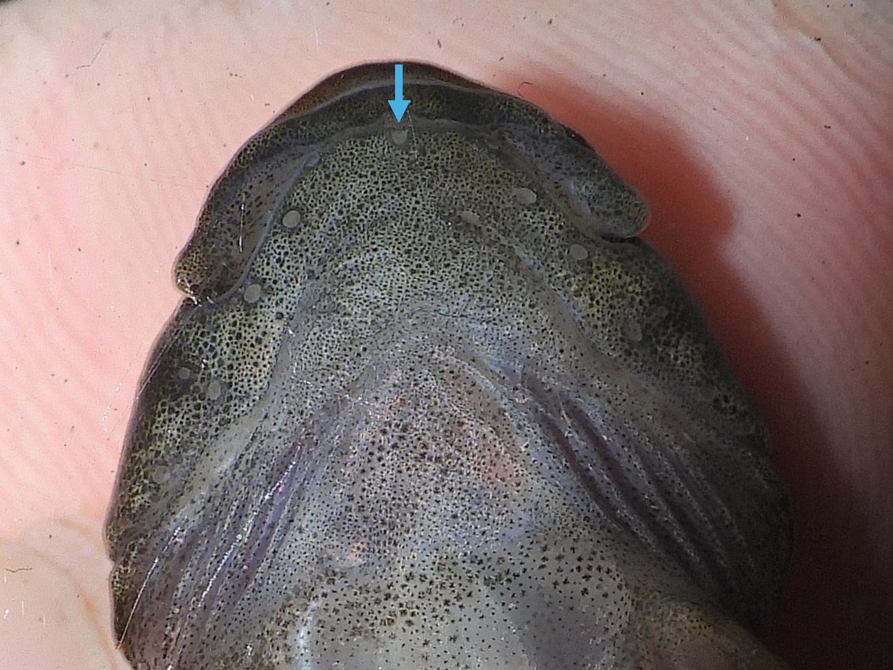 A close up image of the underside of a dark gray fish head with dots along its jawline