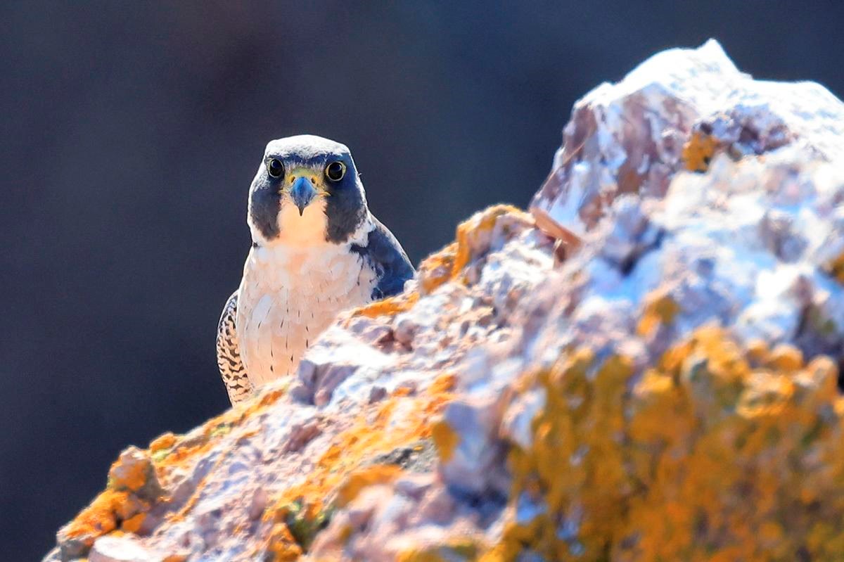 Peregrine falcon peers straight at the camera from behind a rock outcrop.